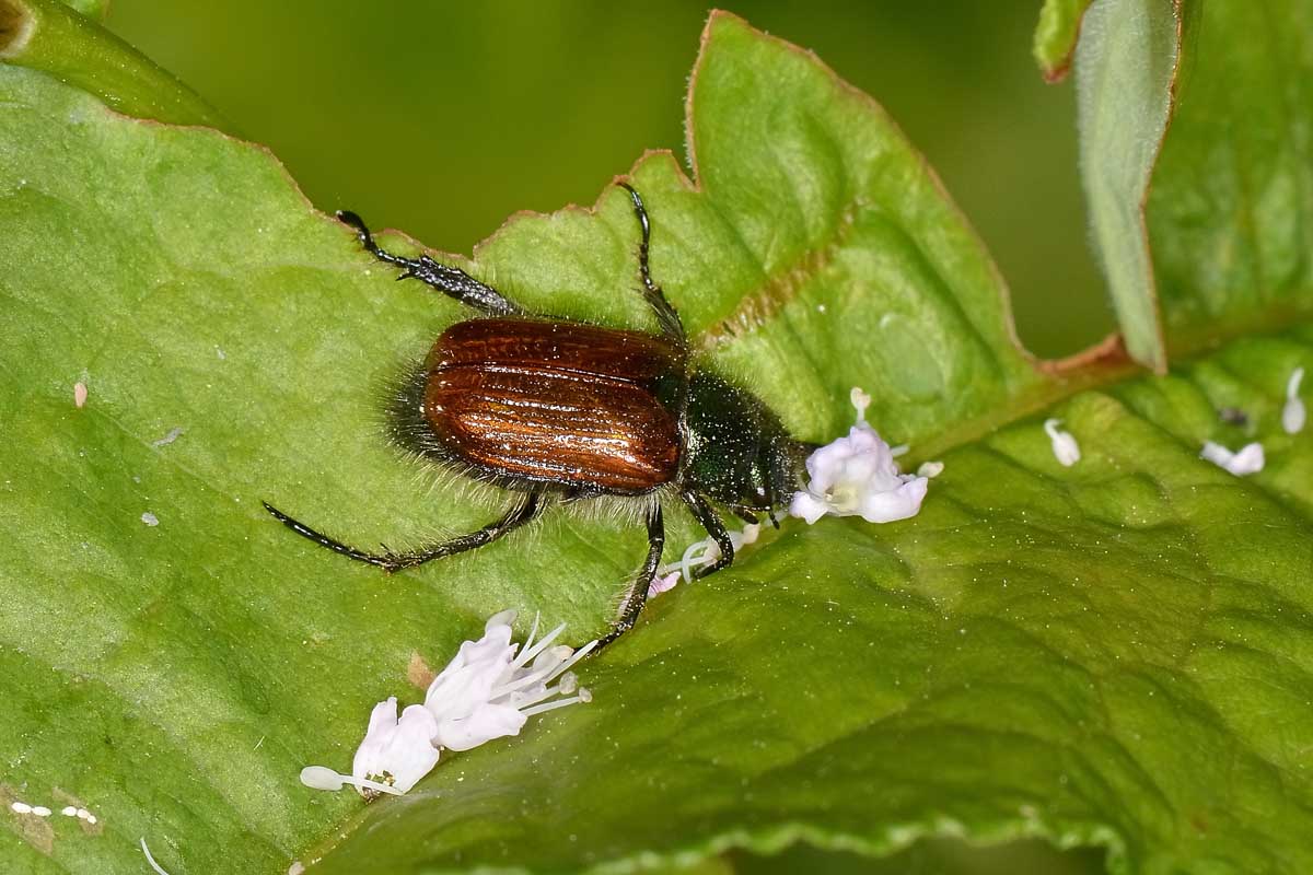 Phyllopertha horticola? Sì.